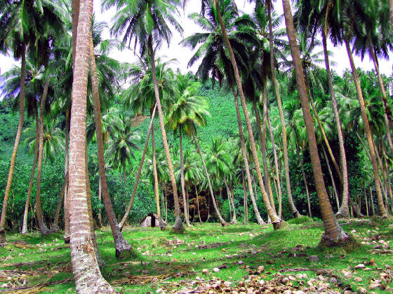 coconut-plantation.jpg