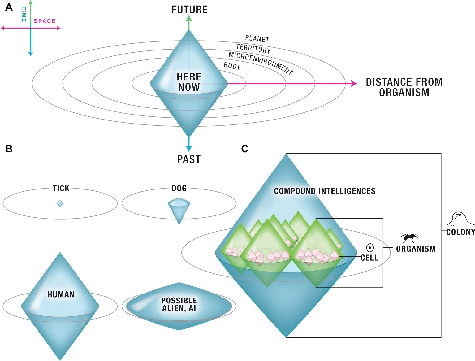 Michael Levin's slide 'A Cognitive Option Space for truly Diverse Intelligences Based on the Scale of the Goals they can Pursue', showing cognitive light cones extending in space and time from here and now, compared across a tick, a dog, a human, a possible alien or AI, and compound intelligences